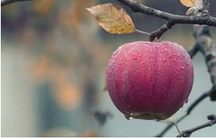 Manzana madura en el otoño gracias a la poda realizada por Magog Poda