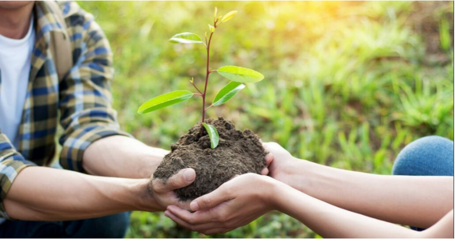 Una pareja de Magog planta un árbol para marcar el nacimiento de su hijo