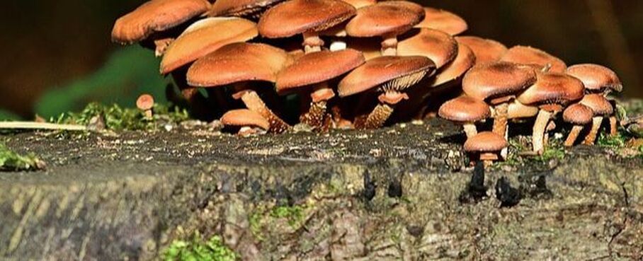 Los hongos que crecen en una cepa en Magog