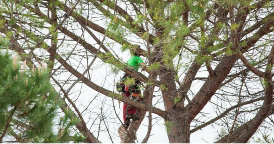 Pruning climber performing pruning work in a pine tree