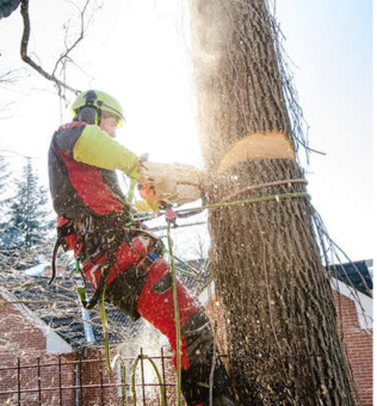 Magog Pruning Climber cutting down a tree