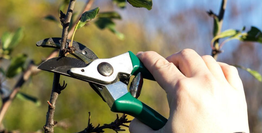 An employee of Emondage Magog performs a training pruning on a tree