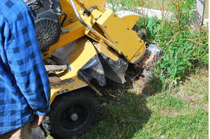 Magog Pruning employee who removes a stump from the ground using a grubbing machine.