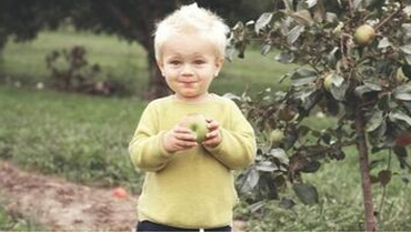 Un enfant déguste une pomme fraîchement cueillis d'un pommier situé sur la propriété de ses parents à Magog